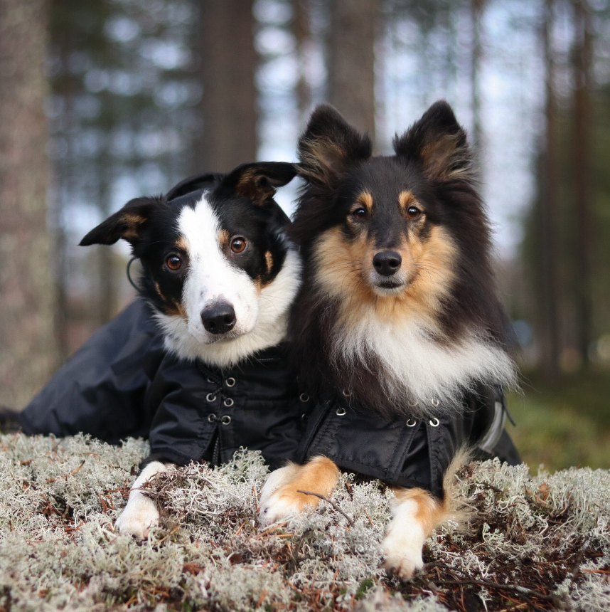 two dogs laying on a bush wearing coats