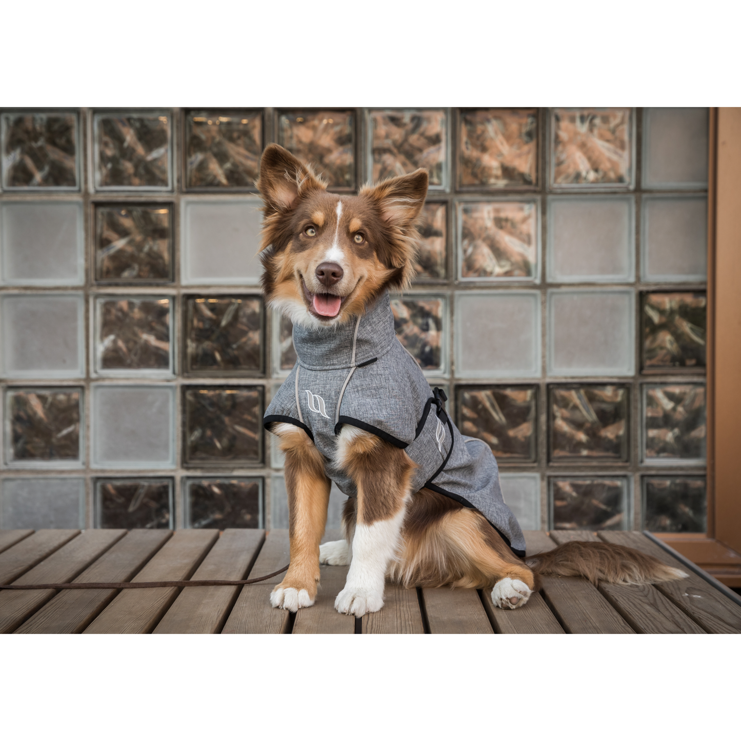 grey dog jacket with reflective detail worn by a dog