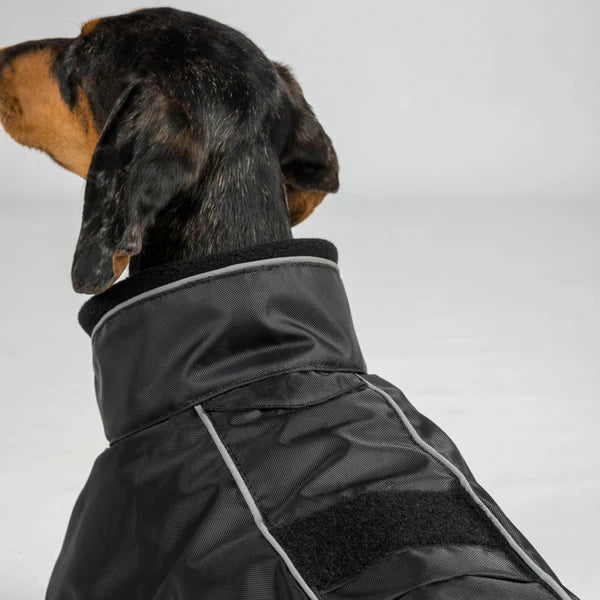 close up detail of dog wearing a buddy style dog coat