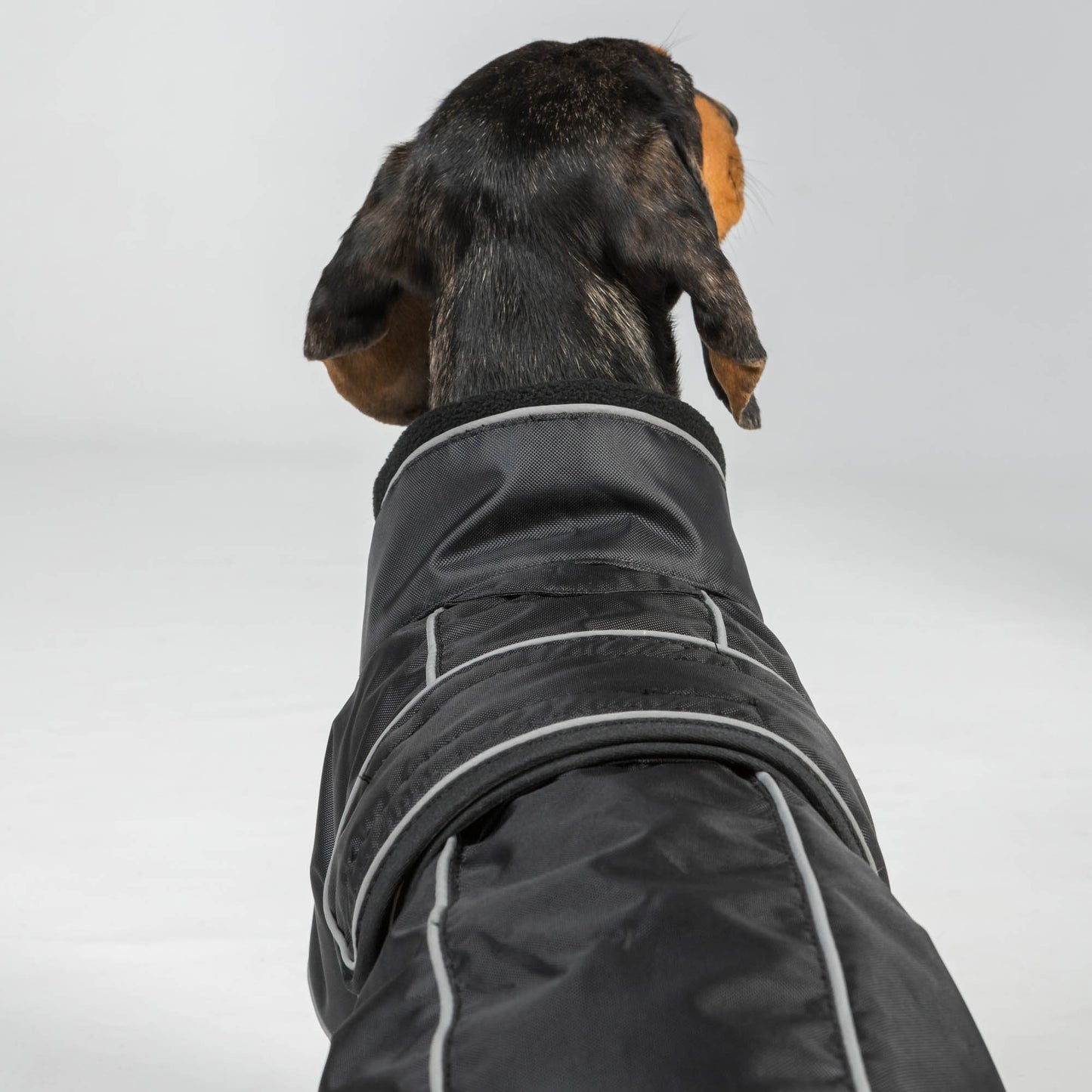 close up detail of dog wearing a buddy style dog coat