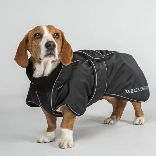 dog wearing a buddy dog coat in black