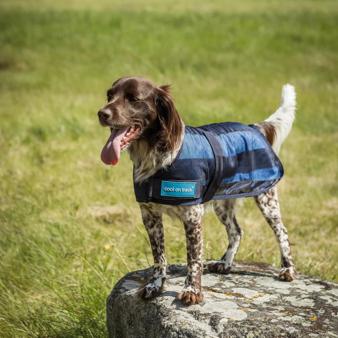 cool on track dog coat being worn by dog standing