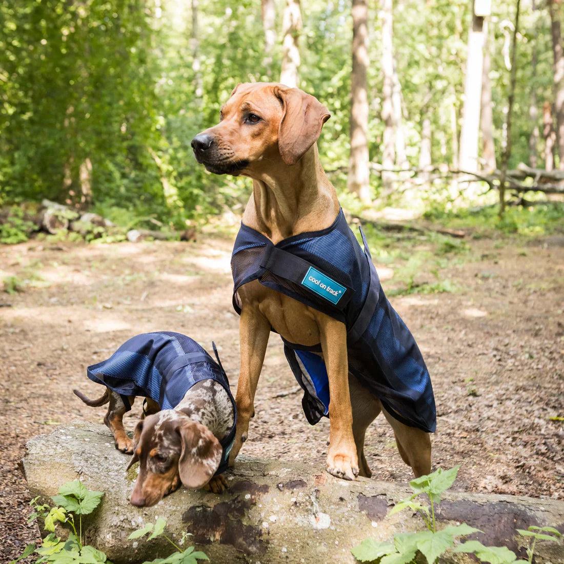 cool on track dog coat being worn by ridgeback and dachshund