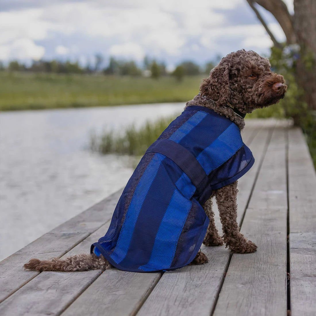 cool on track dog coat being worn by dog sitting