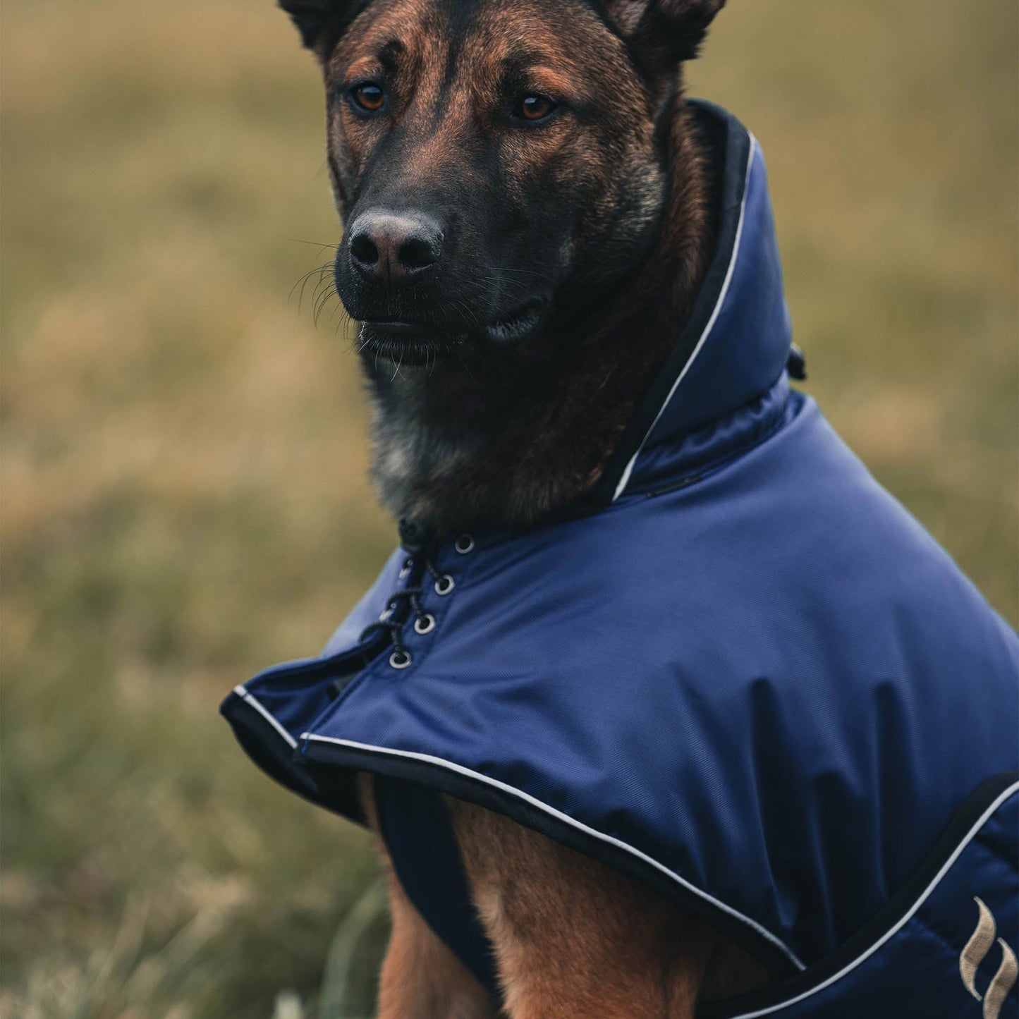 Navy dog jacket worn by shepherd