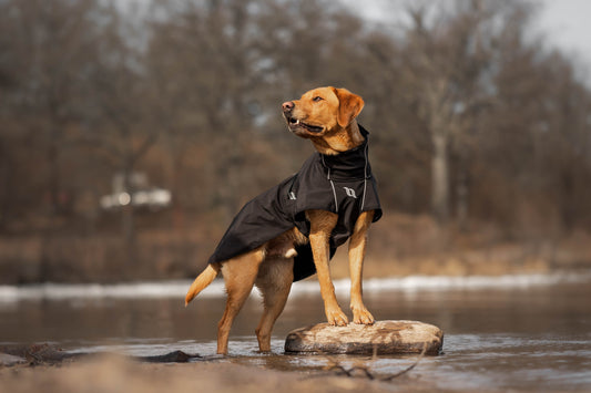 red labrador wearing a black dog rug