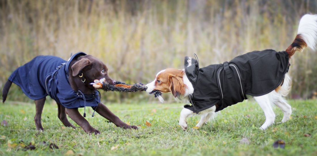 two dogs wearing a BOT coat and playing tug