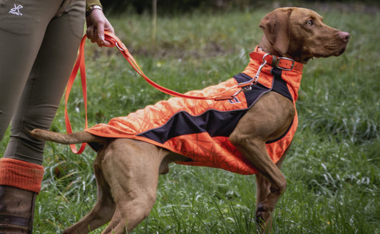 The Ultimate Guide to Hiking with Your Dog