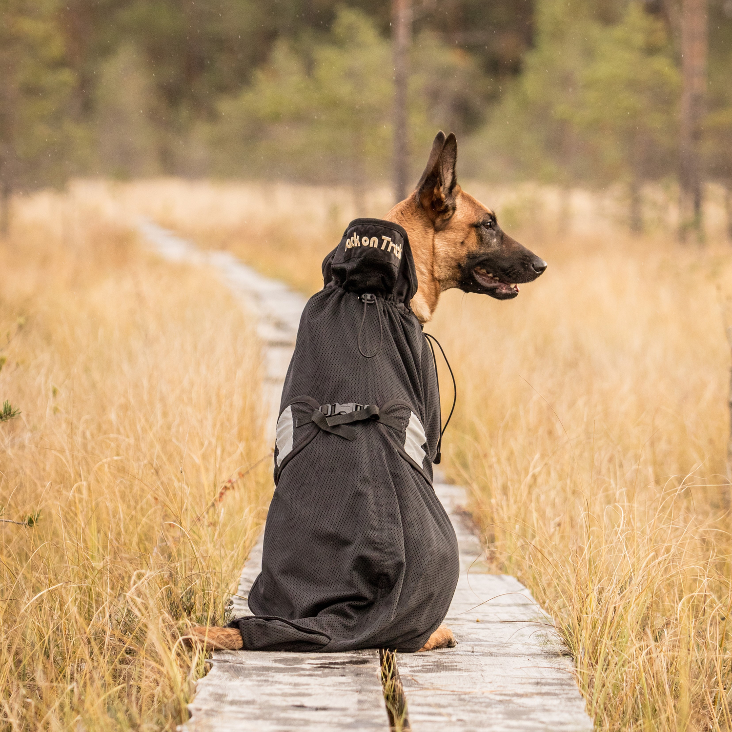 shepherd type dog wearing mesh dog coat