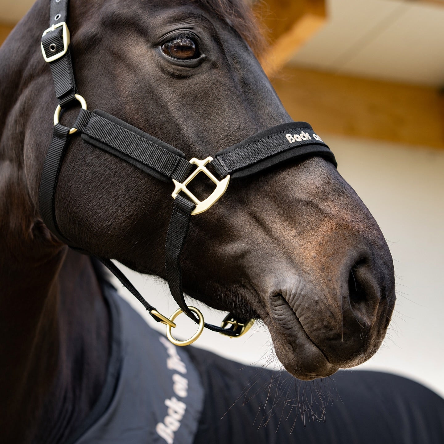 bay horse wearing a black halter