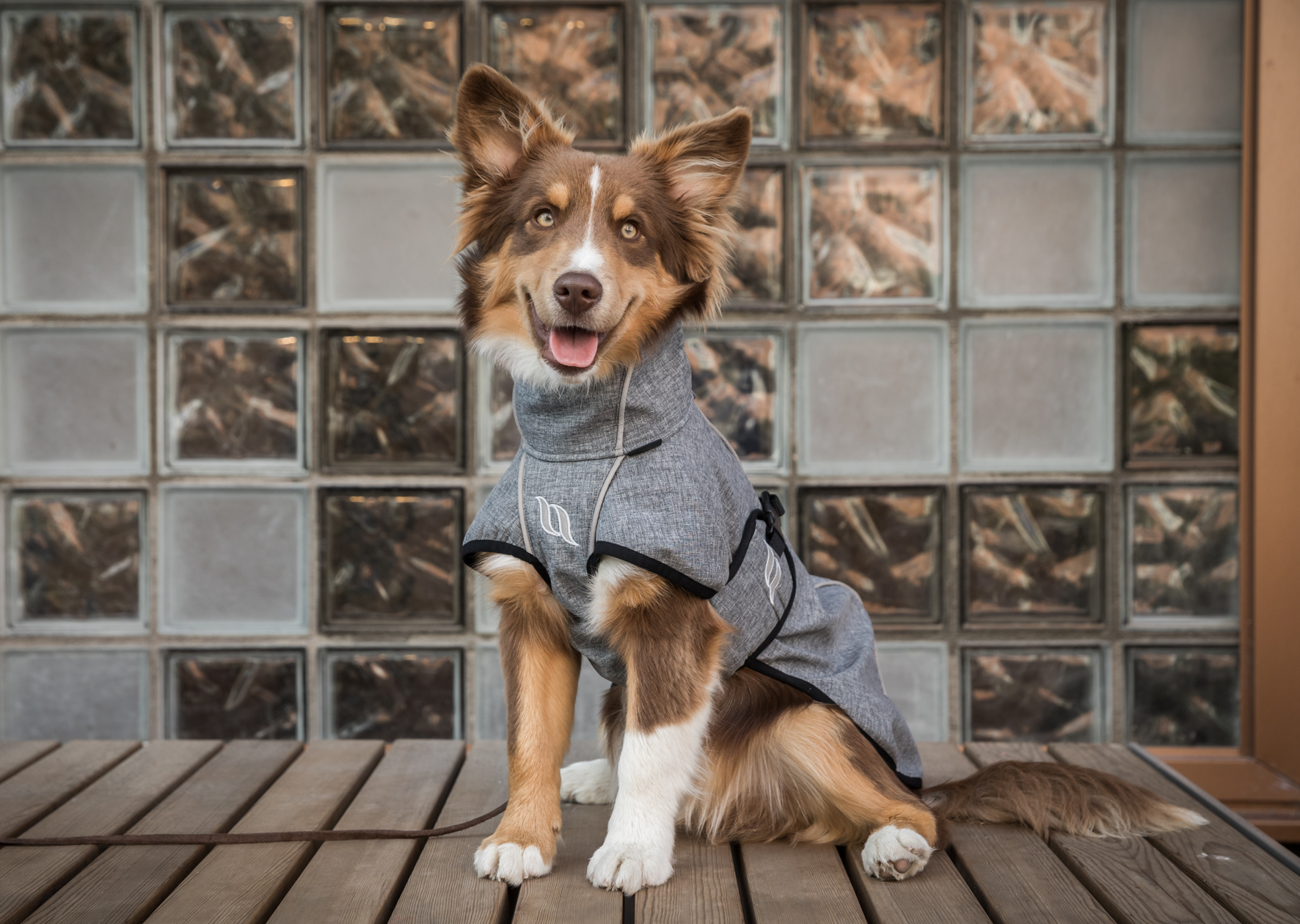 grey dog jacket with reflective detail worn by a dog