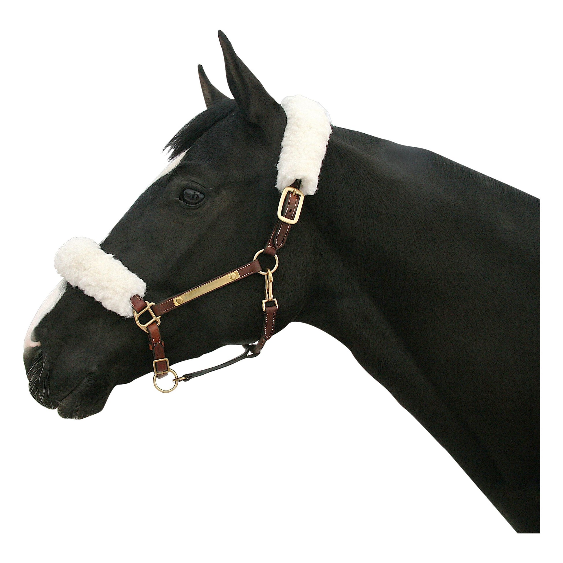 black horse weating a halter with fluffy cover