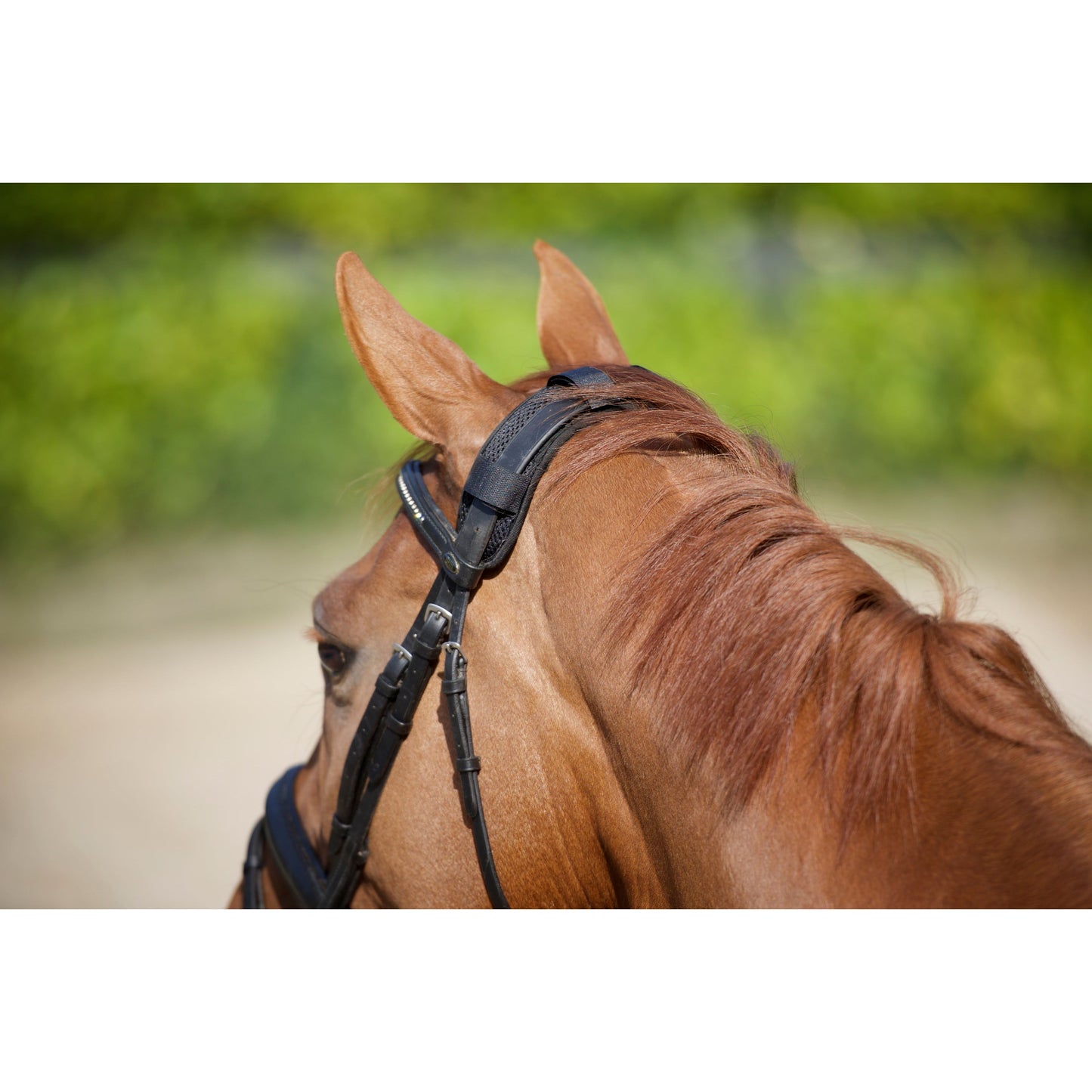 black poll cover with velcro straps on a chestnut horse