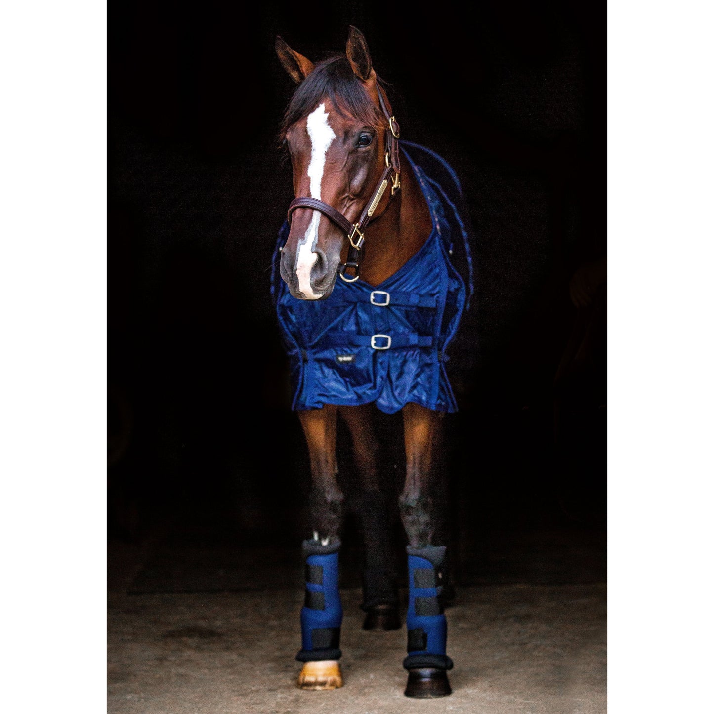 navy mesh rug worn by bay horse, paired with navy quick wraps