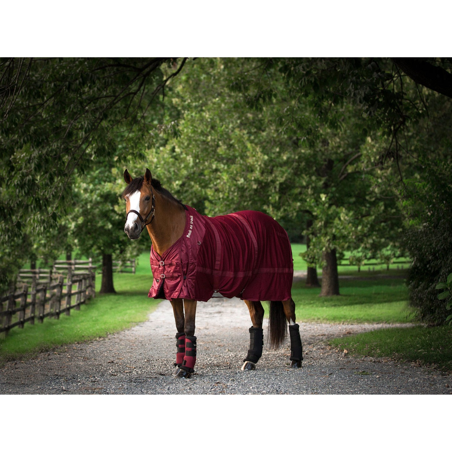 burgundy mesh horse rug on bay horse, paired with quick wraps