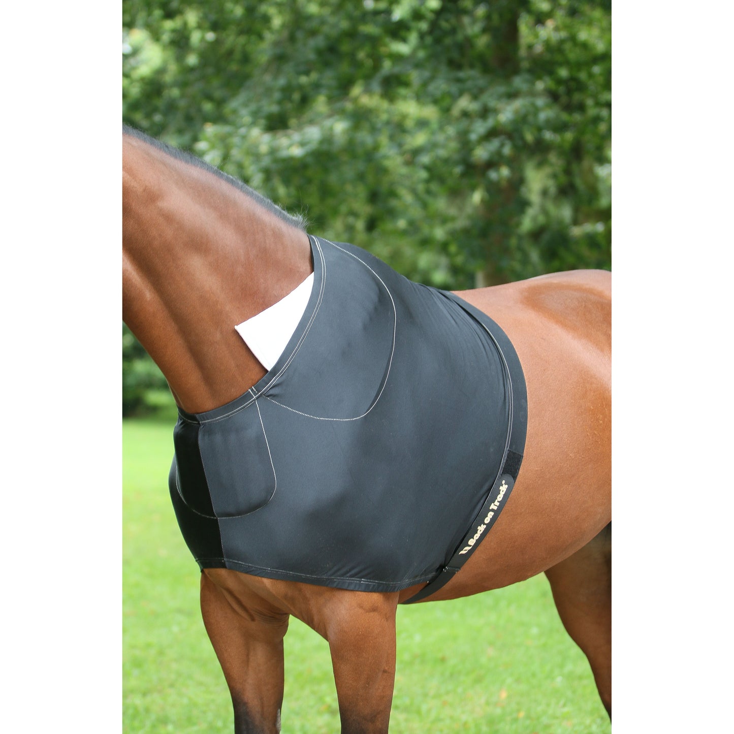 black shoulder guard with removable pads on a bay horse