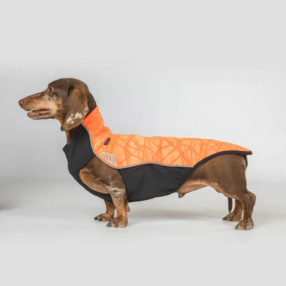 orange dog jumper on a dachshund