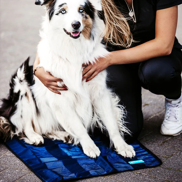 dog sitting on cool on track towel