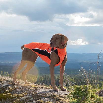 orange reflective dog jumper on a visla