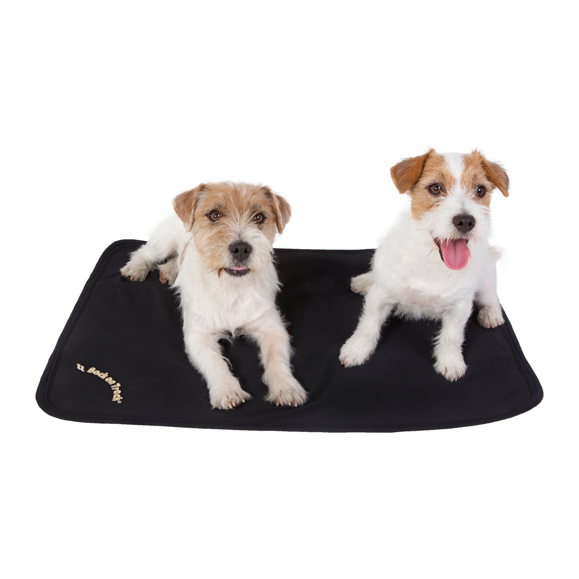 black cage fit dog blanket and X2 Jack Russell Terriers