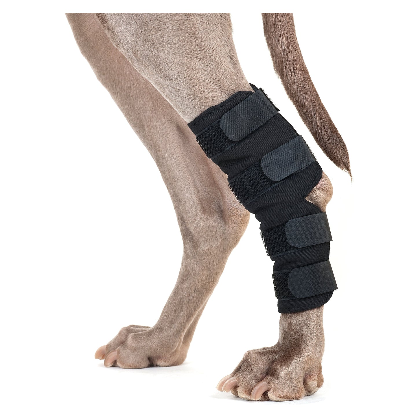 black hock brace worn by weimaraner