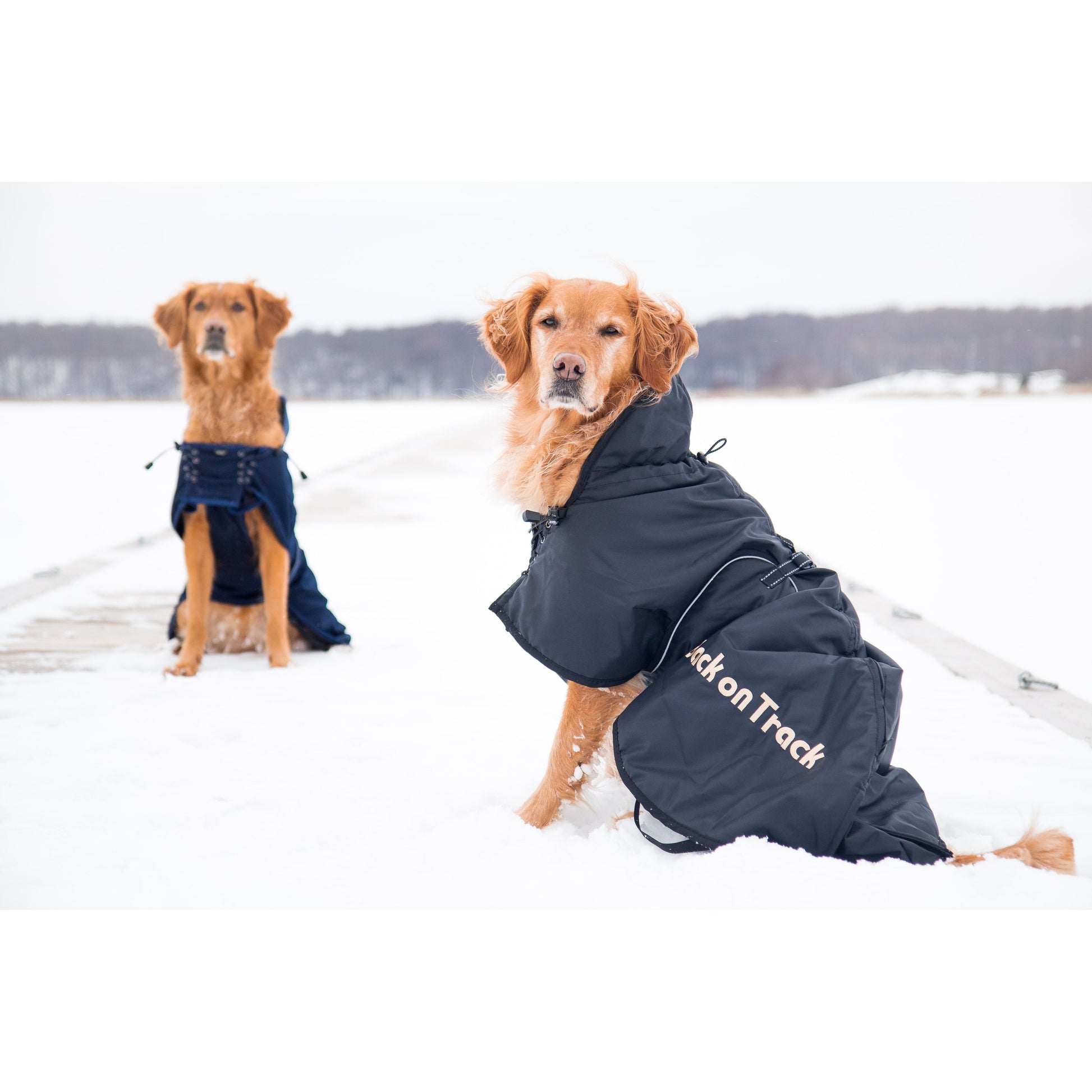 black weatherproof dog jacket, low set tail design with tail zip. worn by golden retriever 