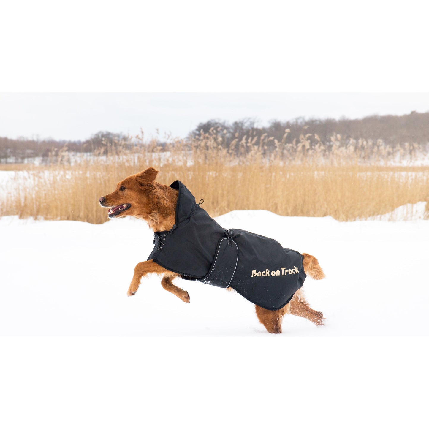 black weatherproof dog jacket, low set tail design with tail zip. worn by golden retriever 