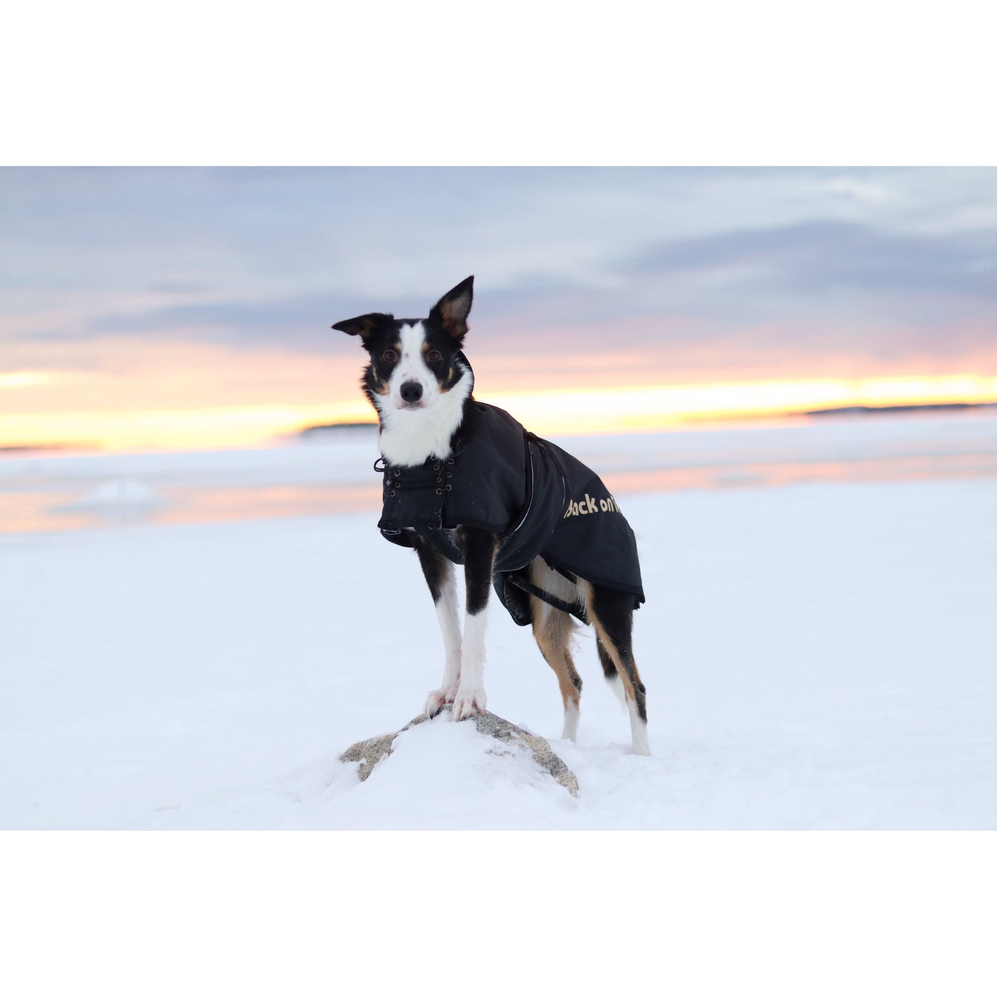 black weatherproof dog jacket, low set tail design with tail zip. worn by border collie