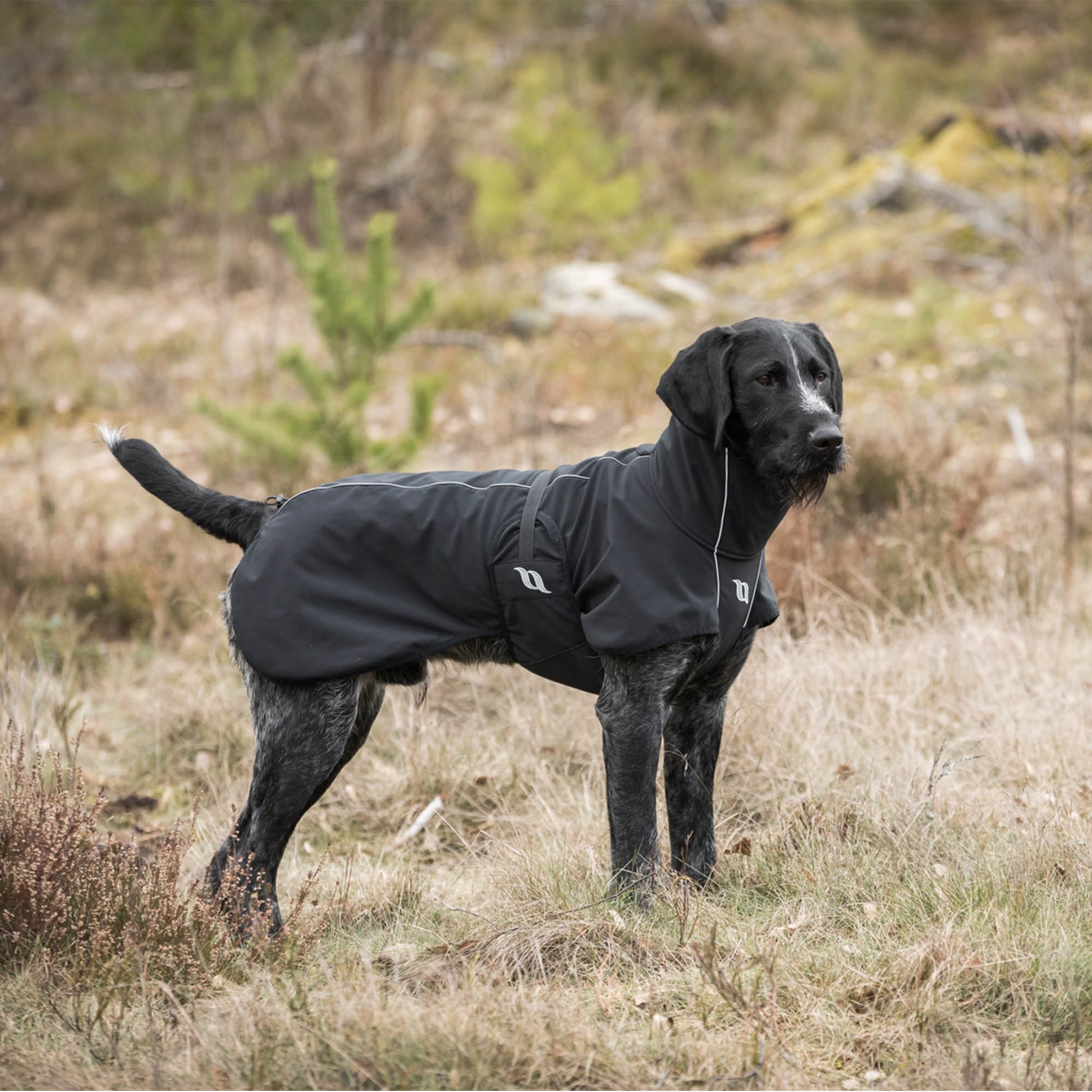 black fitted dog rug, reflective details and high collar on wirehaired pointer