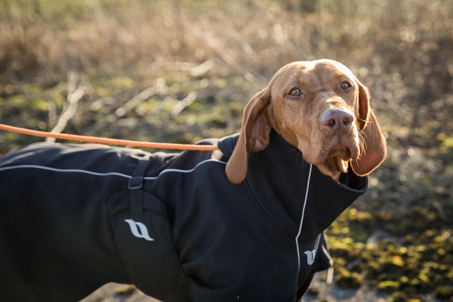 black fitted dog rug, reflective details and high collar: worn by a visla - showing access for lead to clip onto collar