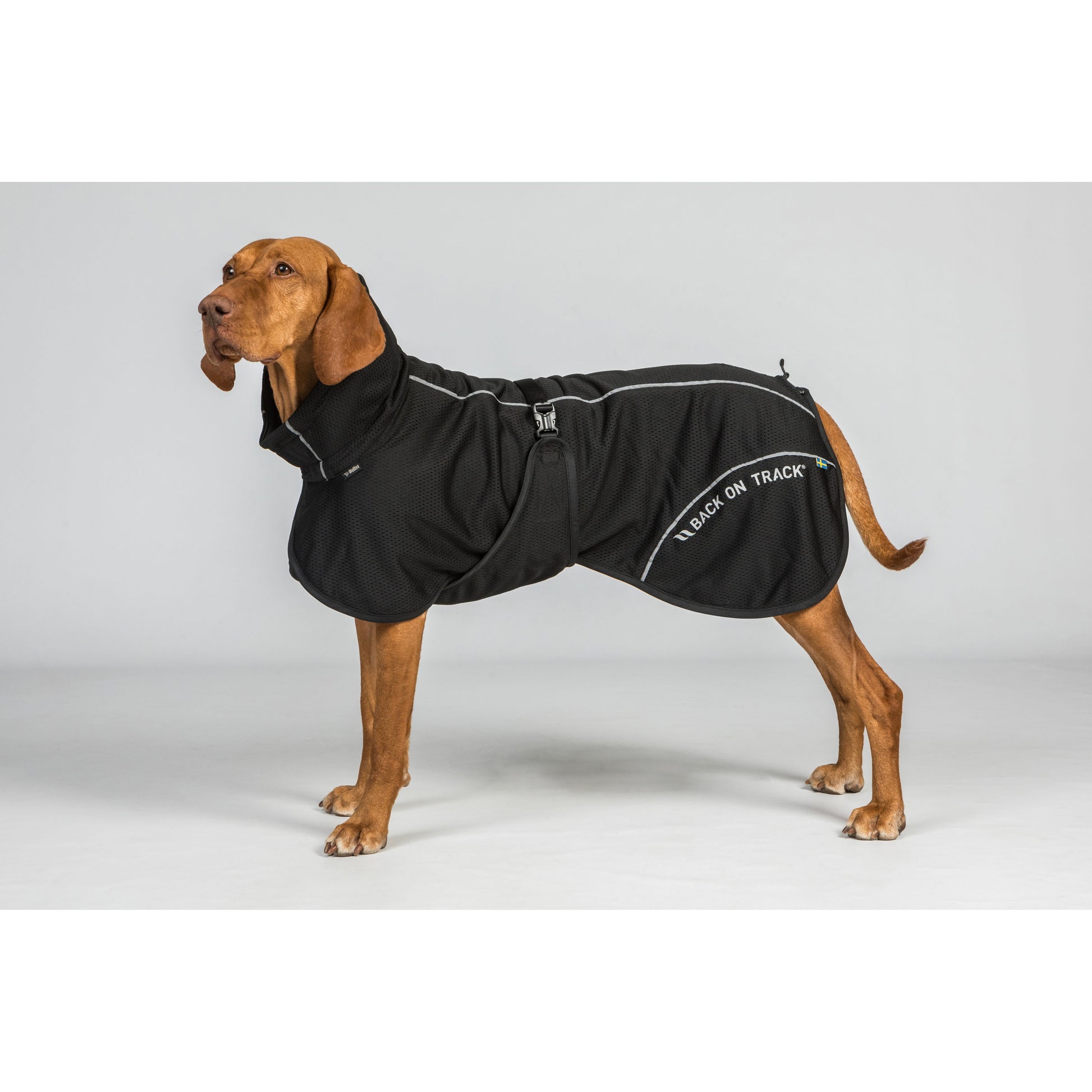 visla dog wearing a high tail set Bay Mesh coat in black