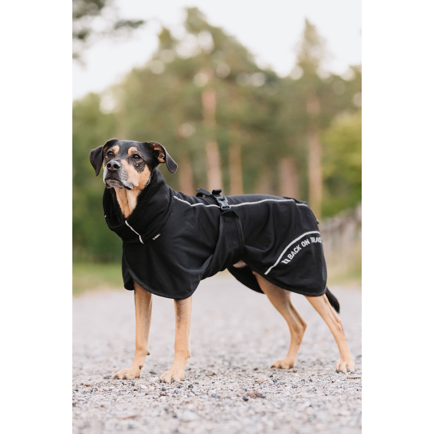 Dog wearing a black coat with visible branding outdoors