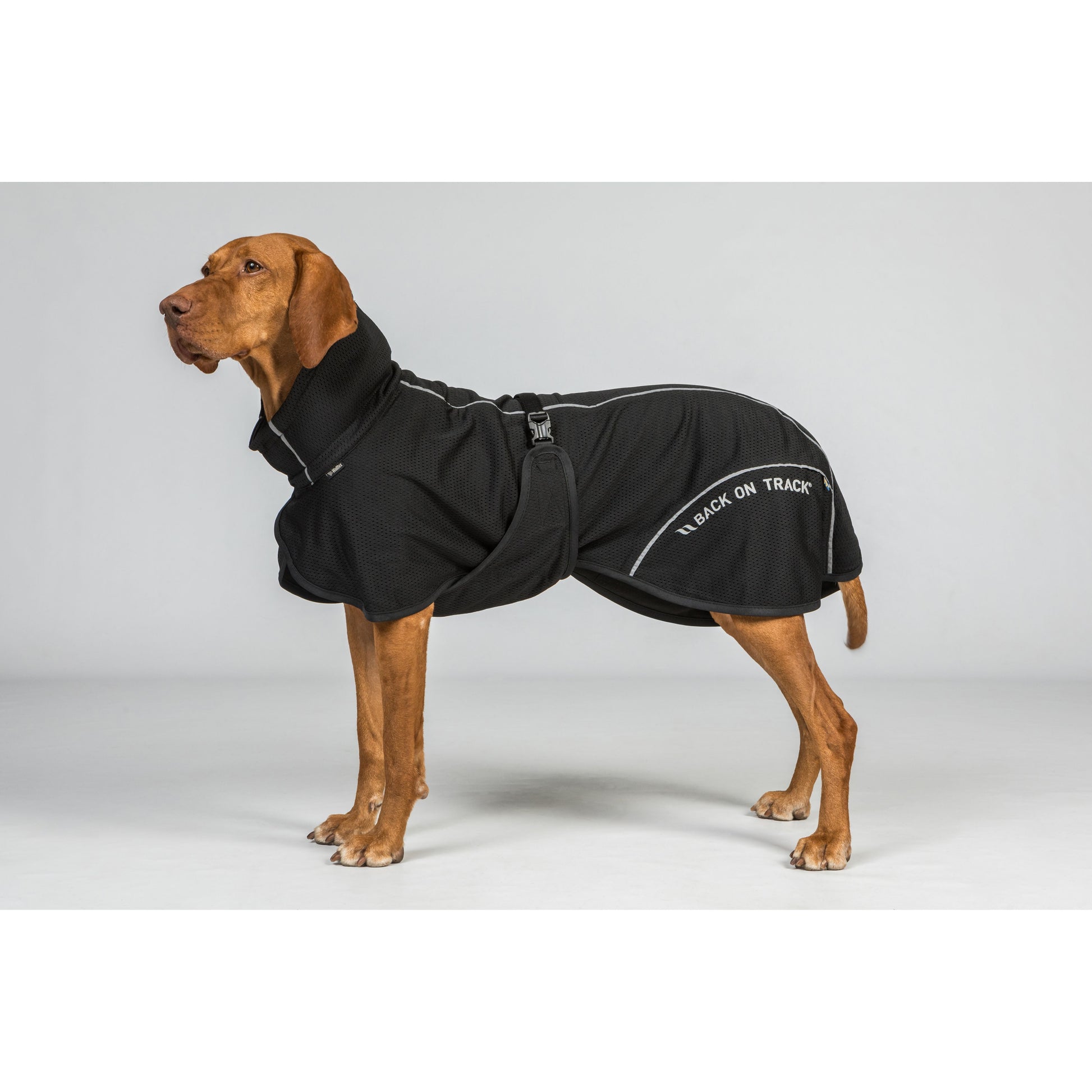 visla dog wearing a low tail set Bay Mesh coat in black