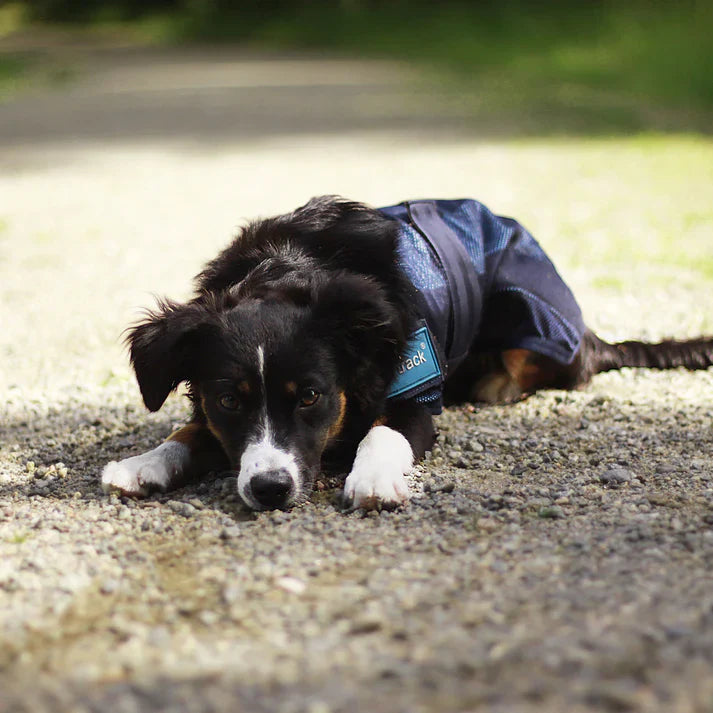 puppy wearing a cooling dog jacket