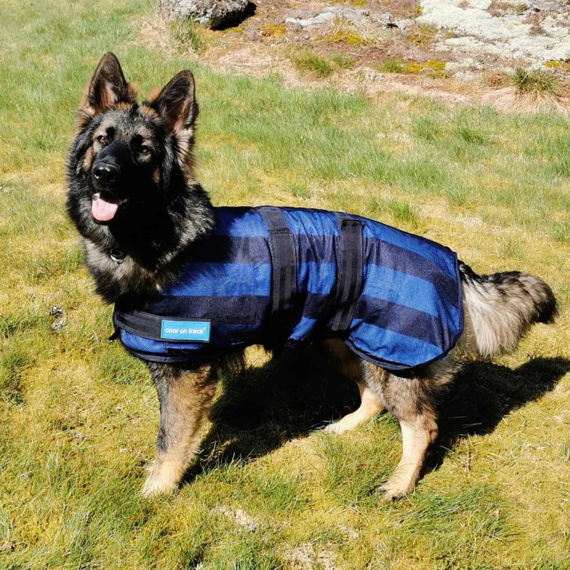 shepherd wearing cooling coat