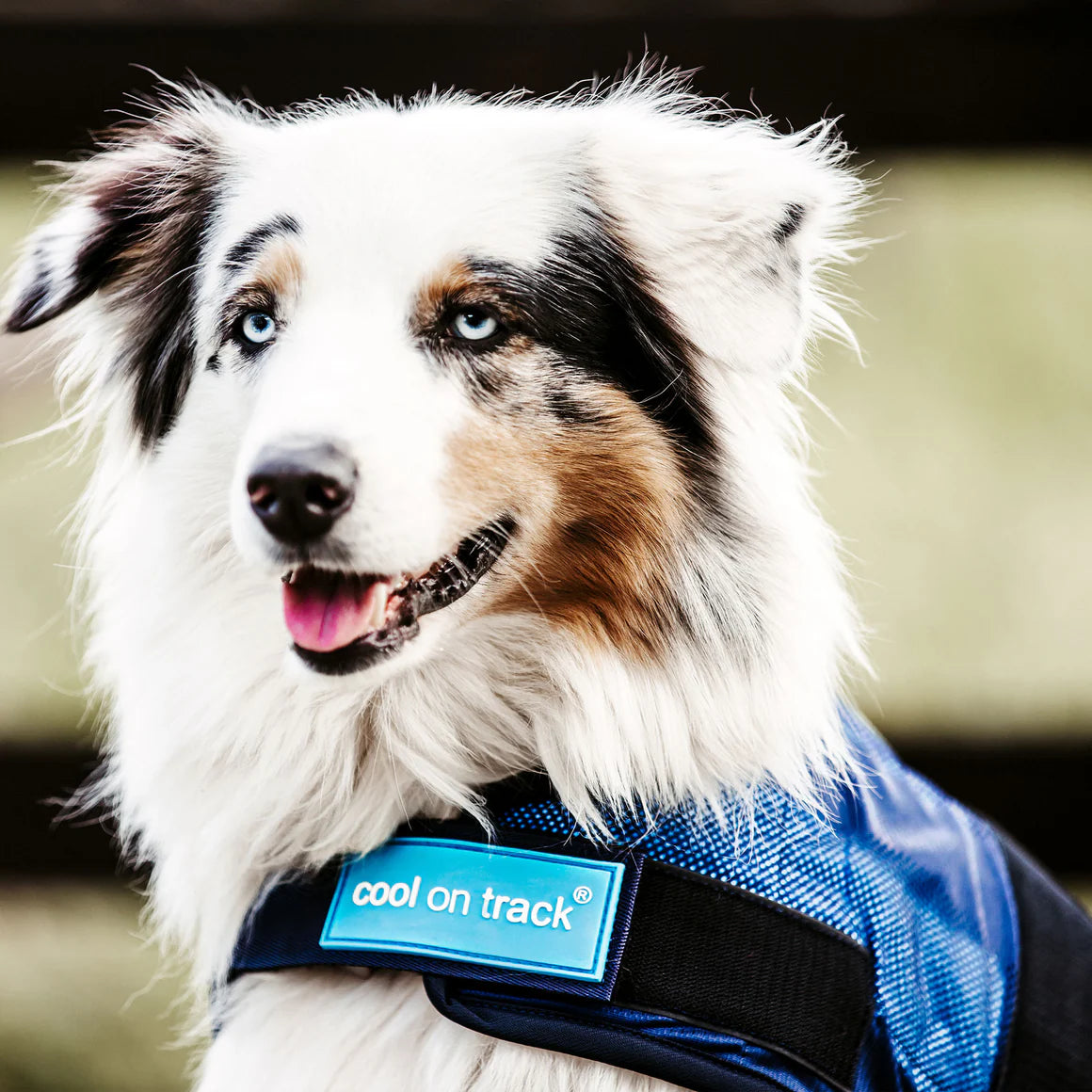 aussie shepherd wearing a cooling dog jacket