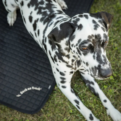 dalmatian laying on a quilted mattree