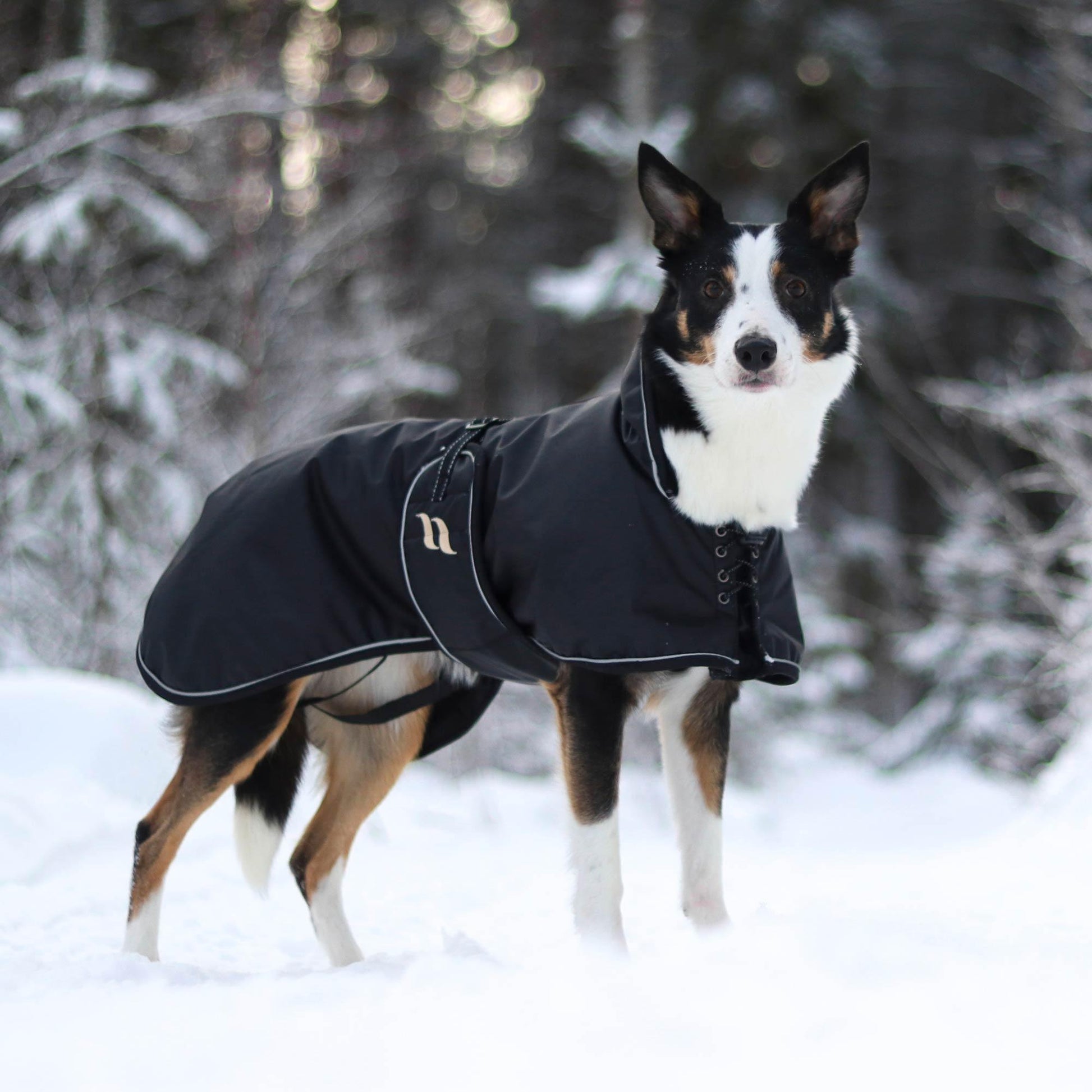 black dog jacket worn by border collie