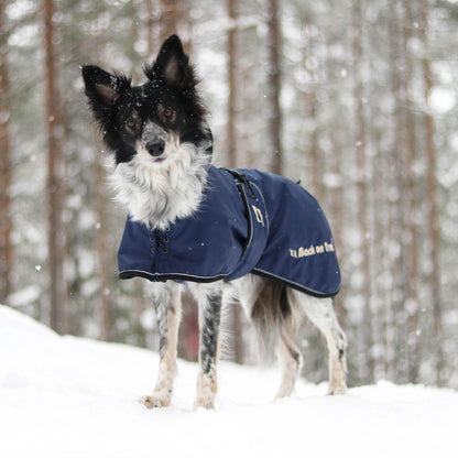 navy padded dog jacket worn by border collie