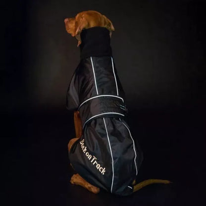 reflective details of a whippet coat