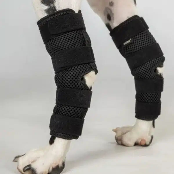 dog hock brace being worn by a dalmatian