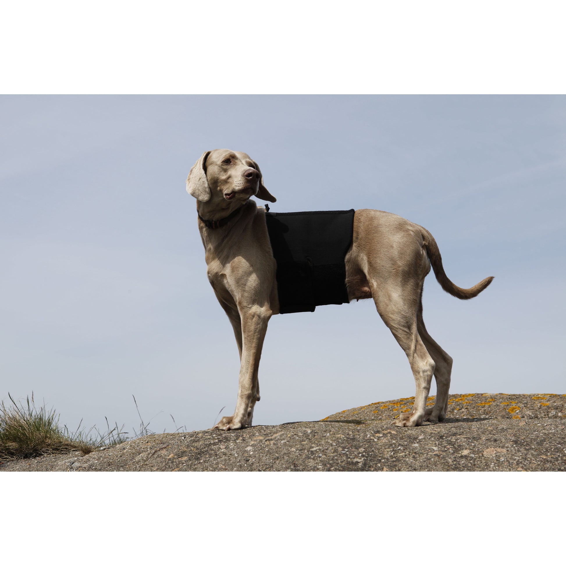 Weimaraner wearing a back brace