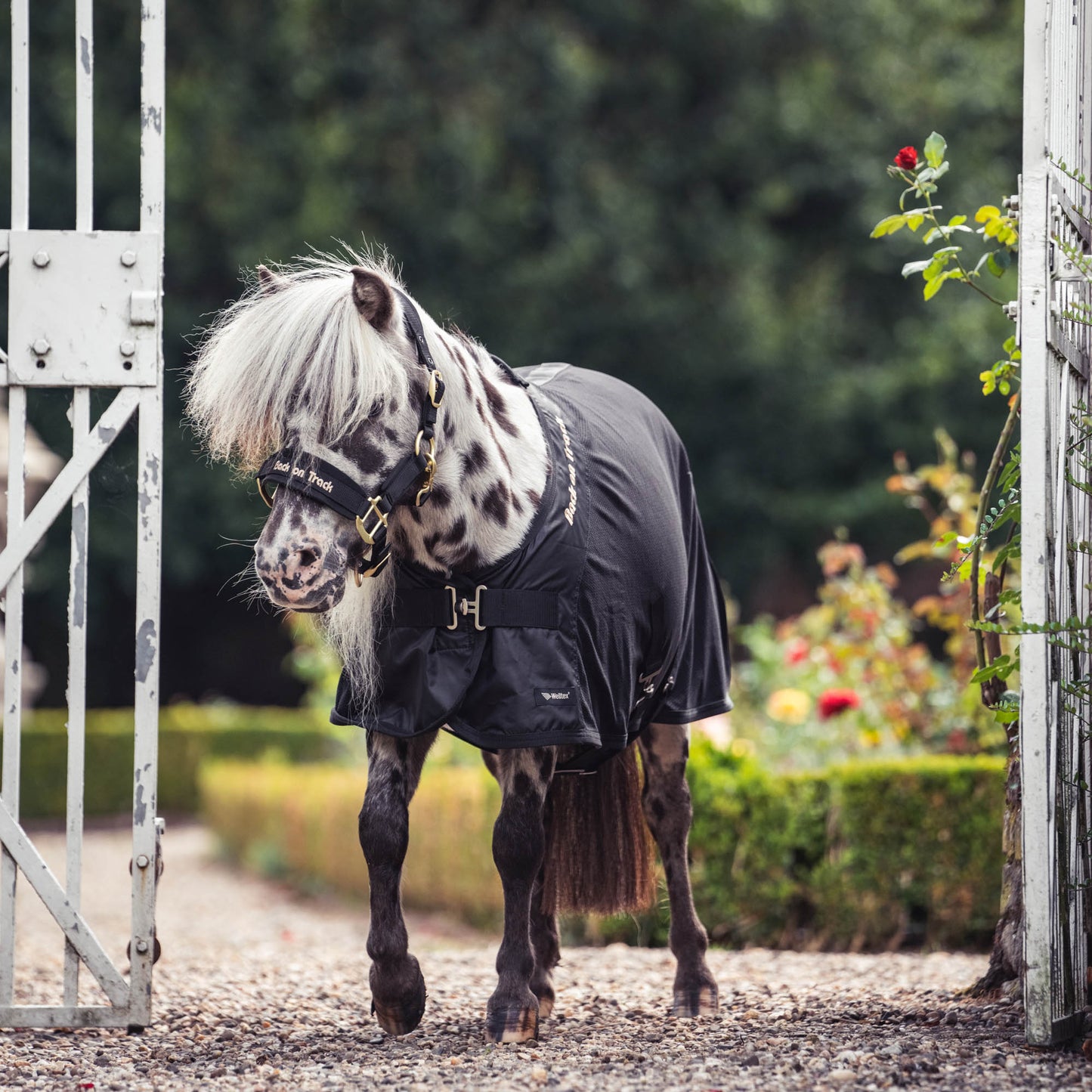 pony wearing a black mesh rug deluxe