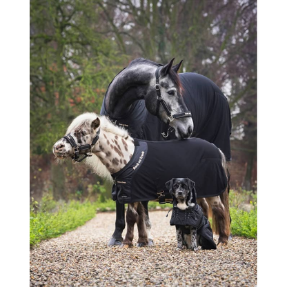 pony, horse and dog wearing a mesh rug